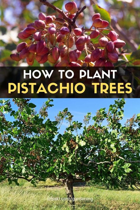 How To Grow Pistachios, Cranberry Tree, Pistachio Plant, Hebrew Holidays, Pistachio Tree, Farm Orchard, Nut Trees, Healthy Vitamins, Growing Trees