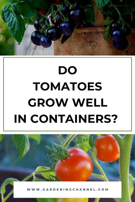 cherry tomatoes in pots with text overlay Do Tomatoes Grow Well in Containers? Tomatoes In Pots, Growing In Containers, Tomatoes In Containers, Growing Tomatoes In Containers, Grow Tomatoes, Canning Tomatoes, Growing Tomatoes, Seed Starting, Best Location