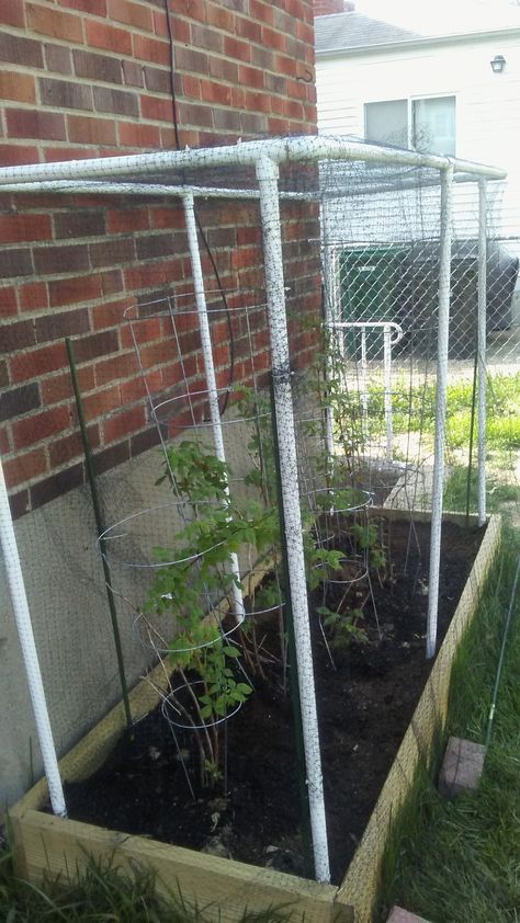 DIY Raspberry Garden - raised bed with garden soil/peat moss mix, 3/4 inch PVC with some elbows/T joints plus glue, bird netting secured with plastic pull-ties to the PVC. Front netting is secured with bricks, so I can 'pull up' and access garden to pick! Fingers crossed! Raised Garden Bed Enclosure, Diy Aviary, Raspberry Garden, Backyard Raised Garden, Fruit Cage, Small Garden Landscape, Vegetable Patch, Bird Netting, Bucket Gardening