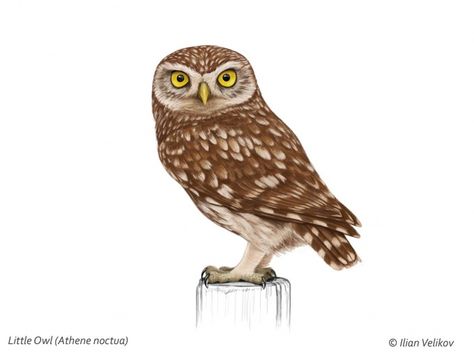 "Athene Noctua" - "Owl of Athena" Athena Owl Drawing, Burrowing Owl Drawing, Mum Tattoos, Owl Of Athena, Mum Tattoo, Athena Owl, Postcard Ideas, Owl Png, Owl Species