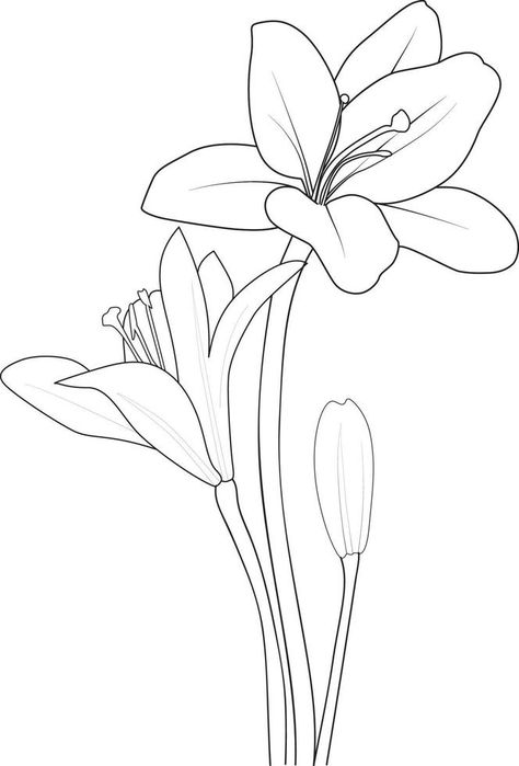 Set of vector hand-drawn lily flowers. ink sketch isolated on white background. Lily Flower Tattoos, Flower Vector, Lily Flowers, Background Background, Ink Sketch, Flower Tattoo Designs, Vector Hand, Lily Flower, Tattoo Sketches