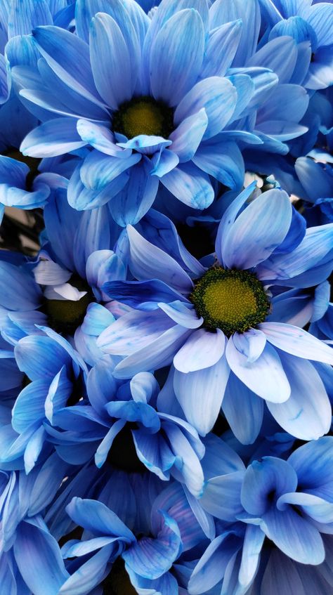 Wallpaper Blue Flowers, Flowers Chrysanthemums, November Bujo, Pennsylvania Dutch, Friday Morning, Chrysanthemum, Blue Flowers, Pennsylvania, Beautiful Flowers