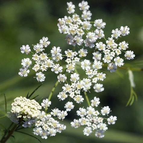 How to Grow Cumin | Hunker Cumin Plant, Chili Con Carne Recipe, Con Carne Recipe, Gardening Services, Attracting Beneficial Insects, Caraway Seeds, Plant Spacing, Beneficial Insects, Indoor Gardening