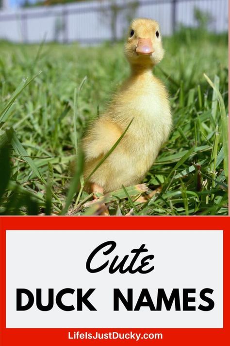 You can find a name for any duck with this list. Baby duck names, funny duck names. A list of the best duck names for your pet ducks. The best duck names for your backyard flock. Duck Names Ideas, Cute Names For Ducks, Funny Duck Names, Ducks For Beginners, Facts About Ducks, Good Names, Male Duck, Duck Cute, Ducks Funny Memes