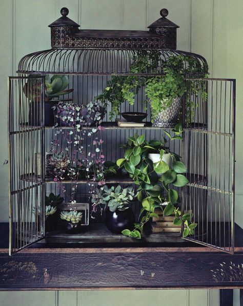 Birdcage - small plant display. Repurposed and beautiful! Indoor Gardening Idea / Plant display Decorative Birdcage, Plant Collage, Birdcage Planter, Cage Decor, Antique Bird Cages, Indoor Planting, Small Bird Cage, Urban Backyard, Patio Grande