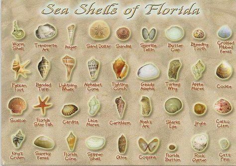 Seashells in Florida Seashell Identification, Florida Shells, Shell Display, Flannel Friday, Mini Posters, Hunting Game, Shell Ideas, Mexico Beach, Shell Crafts Diy