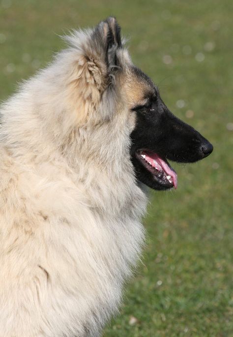 Belgian Tervuren Belgian Turveren, Belgian Tervuren, Beautiful Pets, Belgian Shepherd, Dream Dog, Amazing Dogs, Types Of Dogs, Majestic Animals, Wolf Dog