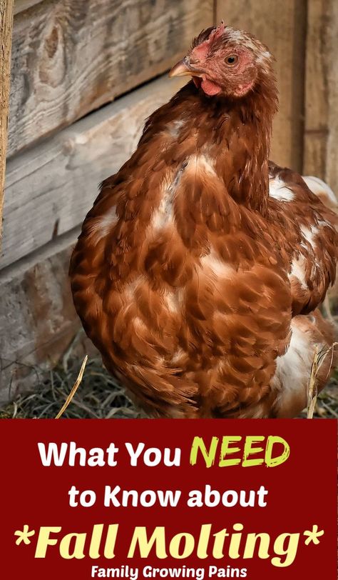 What To Feed Molting Chickens, Molting Chickens Hens, Chicken Eggs Problems, Chicken Molting, What To Feed Chickens, Molting Chickens, Best Egg Laying Chickens, Laying Chickens, Egg Laying Chickens