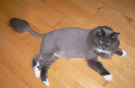 10 Cats Sporting Lion Haircuts Cat Lion Cut, Cat Haircut, Cat Magazine, Cat Grooming Tools, Cut Cat, Large Dog Crate, Cat Info, Long Haired Cats, Yellow Cat