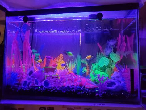 There are 7 tetra glofish and an albino pleco fish in a 20 gall aquarium. Glow In The Dark Fish Tank, Glo Fish Tank Ideas Decorations, Cool Fish Tank Ideas Decoration, Neon Fish Tank Ideas, Fish Tanks Aesthetic, Glo Fish Tank, Glo Fish Tank Ideas, Glow Fish Tank Ideas, Cute Fish Tanks