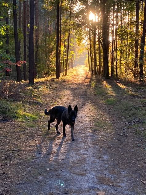 Dogs In Forest, Reservation Dogs Aesthetic, Cottagecore Dog, November Goals, Cowboy Husband, Fox Oc, Pnw Aesthetic, Road Trip Aesthetic, Forest Vibes