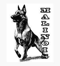 Belgian Malinois Drawing Photographic Prints | Redbubble Malinois Drawing, Belgium Malinois, Dutch Shepherd, Animal Reiki, Belgian Malinois Dog, Pitbull Art, Malinois Dog, Belgian Shepherd, Most Beautiful Animals