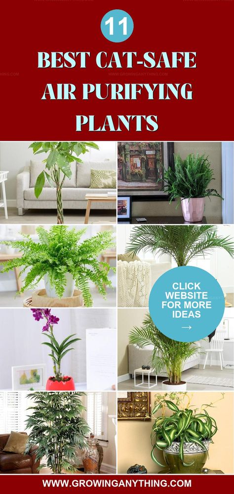 Ensure your indoor air is clean with NASA approved air purifying plants that are safe for cats. Breathe easy with these pet-friendly options. Plants Not Safe For Cats, Clean Air Plants Pet Safe, Plants That Are Safe For Cats, Cat Friendly House Plants, House Plants Safe For Cats, Indoor Plants Safe For Cats, Plants Safe For Cats, Cat Safe House Plants, Air Filtering Plants