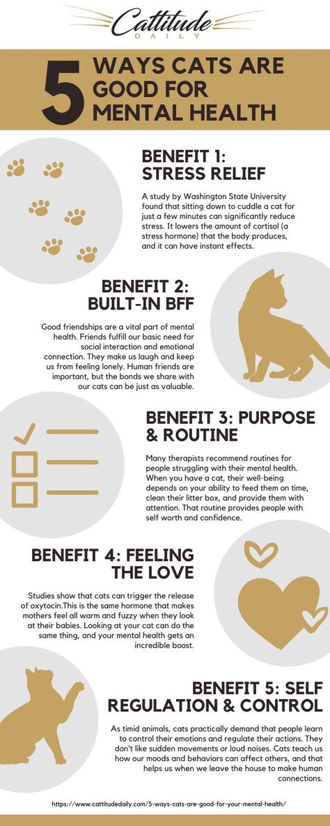 Cats Infographic, Cat Knowledge, Abundant Mindset, Coping Toolbox, Cat Symbolism, Cat Health Problems, Cat Health Care, Cat Essentials, Cat Info