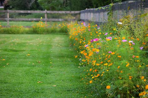 low maintenance landscaping with wildflowers, cosmos along a fence Landscaping With Wildflowers, Backyard Landscaping Along Fence, Landscaping Along Fence, Affordable Backyard Ideas, Cheap Landscaping Ideas, Cheap Backyard, Easy Backyard, Low Maintenance Landscaping, Low Maintenance Garden