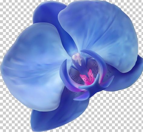 Blue Orchid Flower, Moth Orchid, Plant Information, Blue Orchids, Free Sign, Color Help, Orchid Flower, Silk Painting, Blue Flower