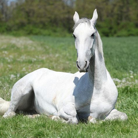 Lipizzaner Horse, Horse Laying Down, Horse Information, Morgan Horse, Horse Posters, Horse Wallpaper, Most Beautiful Horses, Miniature Horse, Horse Drawings