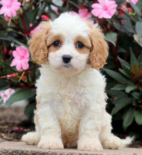 Cavachon Puppies For Sale With Doorstep Delivery In 1 Week Cavachon Dog, Spaniel Puppies For Sale, Cavachon Puppies, Bichon Frise Puppy, Cavalier Puppy, King Charles Cavalier Spaniel Puppy, Dogs Breeds, Popular Dog Breeds, Most Popular Dog Breeds