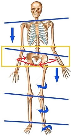 Do you have a twisted or rotated pelvis? Here is a comprehensive and complete list of stretching and strengthening exercises to help de-rotate your pelvis. Follow these simple exercises to help finally de-rotate your twisted pelvis right now. Lateral Pelvic Tilt, Uneven Hips, Knee Strengthening Exercises, How To Strengthen Knees, Trening Sztuk Walki, Core Strengthening Exercises, Pelvic Tilt, Posture Exercises, Muscle Imbalance