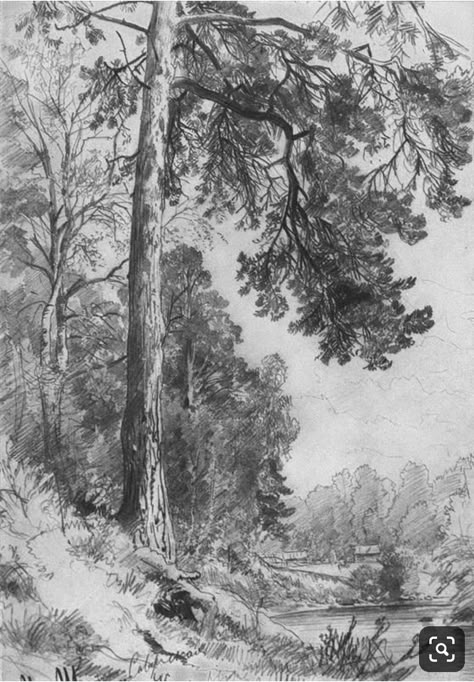 Ivan Shishkin, Forest Sketch, Easy Pencil Drawings, 숲 사진, Tree Drawings, Landscape Pencil Drawings, Forest Drawing, Nature Sketch, Tree Sketches