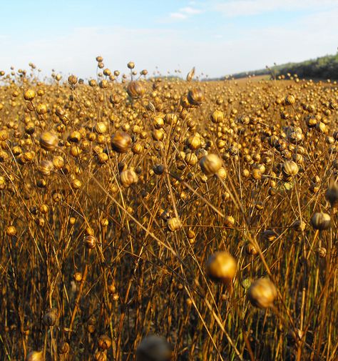 Flax (also known as common flax or linseed), with the binomial name: Linum usitatissimum, is a member of the genus Linum in the family Linaceae. It is a food and fiber crop that is grown in cooler regions of the world. Linum Usitatissimum, Sheep Face, Flax Plant, Flax Seeds, Spinning Fiber, Plant Fibres, Proverbs 31, Organic Farming, Flax Seed