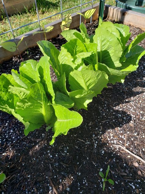 Lettuce Aesthetic, Buah Dan Sayur, Fruits Plants, Lettuce Seeds, Vegetable Patch, Nutrition Month, Aesthetic Garden, Garden Aesthetic, Garden Items