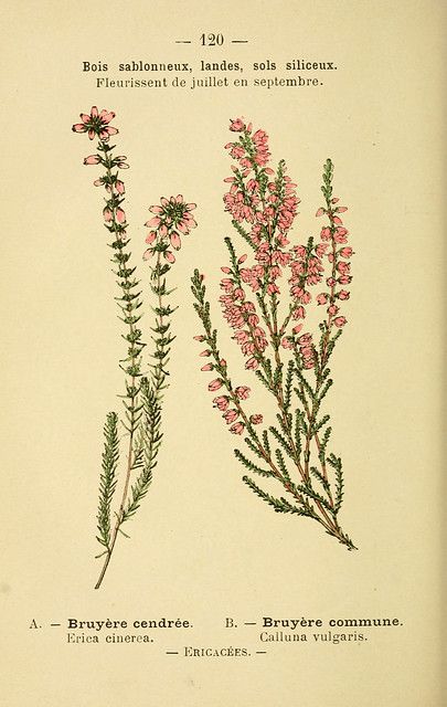 Calluna Vulgaris, Old Book, Resolution, Flowers, Wall