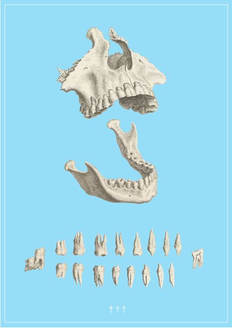 Bone Texture Drawing, Jaw Bone Drawing, Jaw Bone Illustration, Human Jaw Bone, Bone Structure Drawing, Bone Reference, Bones Illustration, Fish Bones Illustration, Animal Jaw Bone