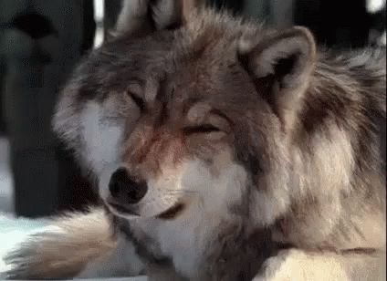 Wolf Confused GIF - Wolf Confused What - Discover & Share GIFs Kindred Spirit, Wolf Love, She Wolf, Red Wolf, Wild Wolf, Your Spirit Animal, Beautiful Wolves, Wolf Dog, A Wolf