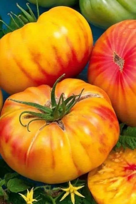 Rainbow Tomatoes, Heirloom Tomatoes Varieties, Best Tasting Tomatoes, Growing Tomato Plants, Seed Raising, Heirloom Tomato Seeds, Varieties Of Tomatoes, Bonsai Seeds, Beefsteak Tomato