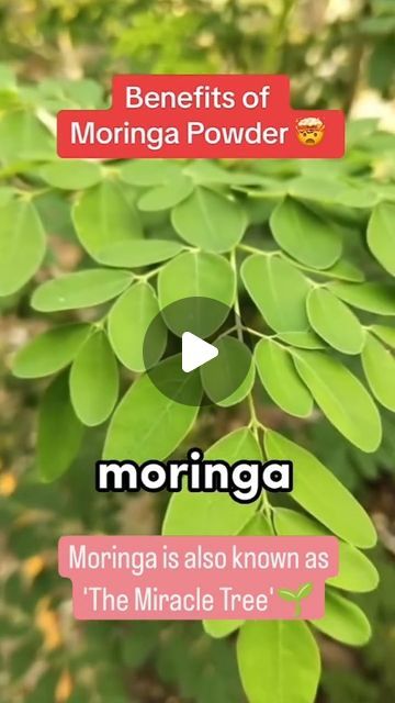 Benefits Of Moringa Powder, Superfood Diet, Health Benefits Of Moringa, Moringa Benefits, Benefits Of Moringa, Miracle Tree, Moringa Powder, Harmony With Nature, Acne Remedies