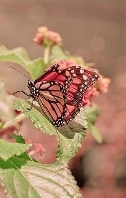 Papillon Butterfly, Butterfly Kisses, Floral Backdrop, Jolie Photo, Butterfly Garden, Butterfly Flowers, Pink Butterfly, Colorful Butterflies, A Butterfly