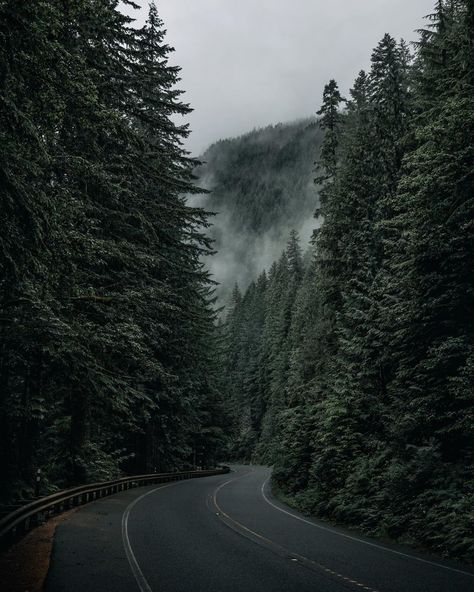 Delta Breezes... — Forrest Smith Calm Pics, Pnw Aesthetic, Poison Tree, Delta Breezes, Feeling Alive, Forest Life, Dark Forest Aesthetic, Twilight Photos, Foggy Mountains