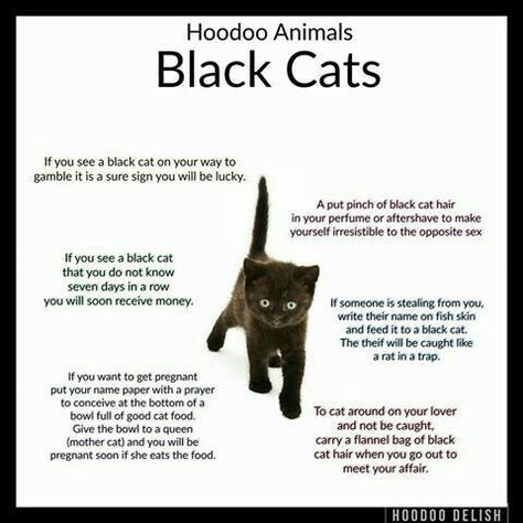 black cat Hoodoo Conjure Rootwork, Hoodoo Magic, Hoodoo Conjure, Hoodoo Spells, Cat Magic, Voodoo Hoodoo, Wiccan Witch, Magick Spells, Wiccan Spell Book