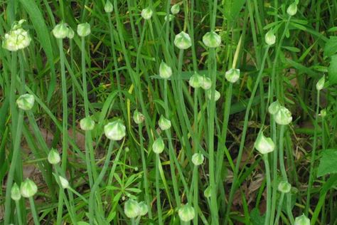 Wild Onion Identification | Wild Onion Wild Garlic Plant, Medicinal Gardening, Garlic Plant, Wild Onion, Witch's Garden, Edible Weeds, Onion Flower, Wild Foraging, Wild Onions