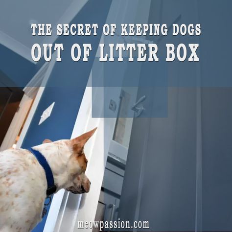 Cat Litter Box Ideas To Keep Dogs Out, Diy Dog Proof Litter Box Ideas, Cat Litter Box Dog Proof, How To Keep Dogs Out Of Cat Litter, Keep Dog Out Of Cat Litter, Keeping Dog Out Of Cat Litter, Dog Proof Cat Litter Boxes, Dog Proof Litter Box Ideas, Dog Proof Litter Box