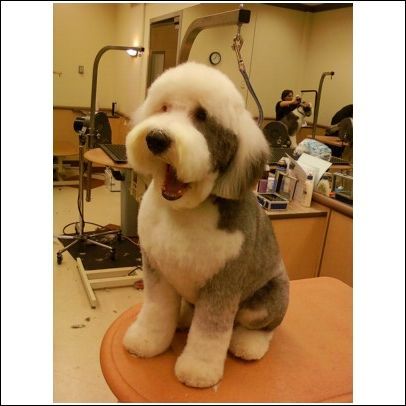 Old English Sheepdog Haircut, Sheepadoodle Grooming, Doodle Haircuts, St Berdoodle, Old English Sheepdog Puppy, Animal Grooming, Sister Bear, English Dogs, Dog Grooming Styles