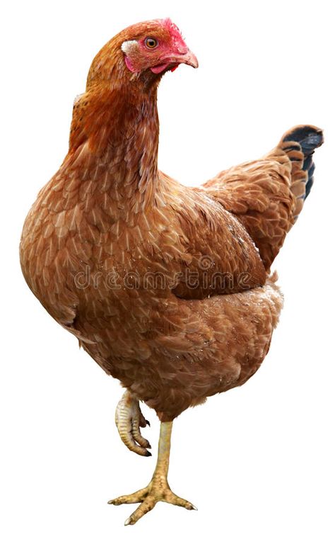 Photo about Brown hen isolated on a white background. Image of fowl, live, domestic - 45795621 Live Chicken Pictures, Hen Photo, Rooster Vs Hen, Hen Pictures, Chicken Reference, Hen Images, Hen Photography, Rooster Pictures, Silkie Rooster