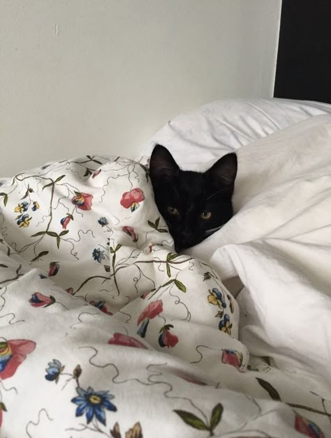 Cats In Bed, Zestaw Ikon, Gorgeous Cats, A Black Cat, Mia 3, Cat Aesthetic, Cute Cats And Dogs, Silly Cats, Cute Creatures