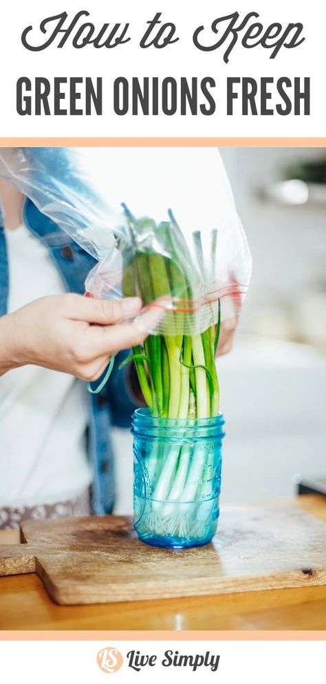 Say goodbye to wilted green onions! Here’s how to store green onions properly to keep them fresh for weeks. How To Keep Green Onions Fresh In Fridge, How To Keep Cabbage Fresh Longer, Green Onion Storage How To Store, How To Dry Green Onions, Green Onions Storing, How To Freeze Green Onions, Storing Green Onions In Fridge, How To Keep Green Onions Fresh, How To Store Green Onions