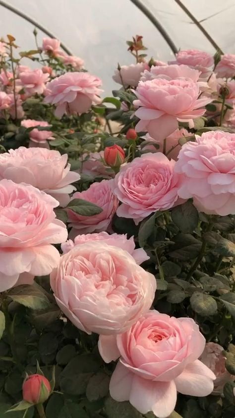 Garden Video, Rose Floral Arrangements, نباتات منزلية, Rose Flower Pictures, Rose Varieties, Rose Flower Wallpaper, Flower Video, Camellia Flower, Wallpaper Nature Flowers