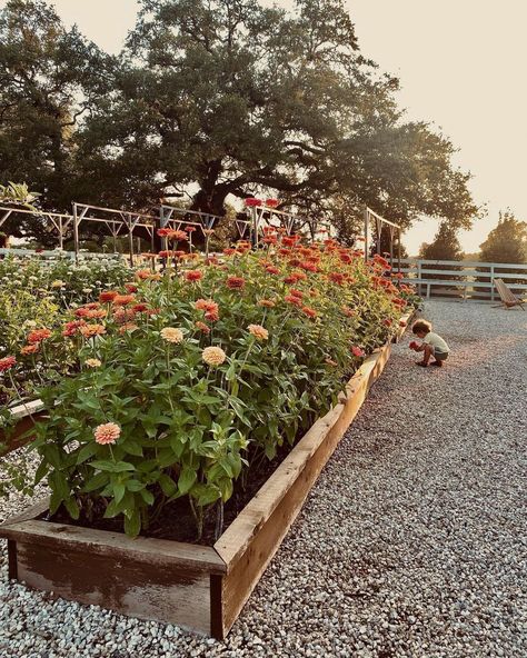 Wildflower Raised Garden Bed, Wildflower Raised Bed, Cut Flower Raised Bed, Raised Bed Cut Flower Garden, Wildflower Garden Bed, Joanna Gaines Garden, Morning Magic, Growing Cut Flowers, Garden Inspo