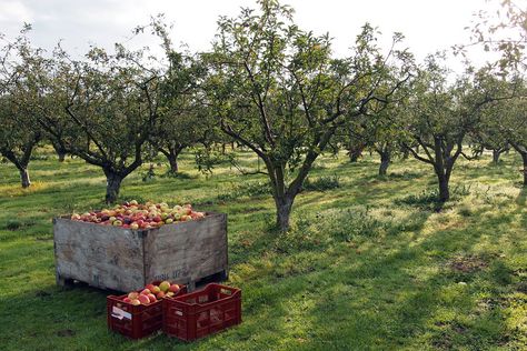 Growing Apple Trees, Growing Trees, Apple Varieties, Apple Trees, Birds And The Bees, Apple Orchard, Community Gardening, Apple Tree, Fruit Trees