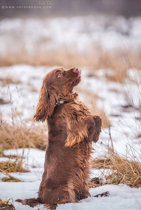 Sussex Spaniel. Sussex Spaniel Dog, Dog Goals, Sussex Spaniel, Irish Water Spaniel, Field Spaniel, Curly Coated Retriever, American Water Spaniel, Group 8, Clumber Spaniel