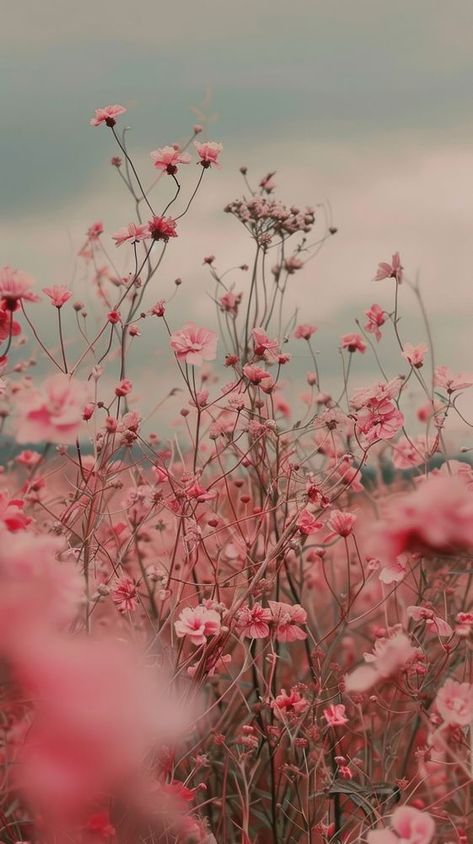 Pink meadow wallpaper asteraceae vegetation outdoors. | premium image by rawpixel.com / Bambamfefe Cherry Iphone Wallpaper, Clouds Iphone Wallpaper, Seasons Wallpaper, Autumn Meadow, Iphone Wallpaper Pink, Meadow Wallpaper, Iphone Wallpaper Iphone, Sugar Soap, Nature Iphone Wallpaper