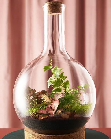 London Terrariums on Instagram: “💖♥️Nothing says love like a Boiling Flask, order now for the alternative V-day gift♥️💖” Terrarium Workshop, Terrarium Gifts, Water Bottle Crafts, Succulent Bowls, Liquor Bottle Crafts, Glass Flask, Succulent Garden Design, Plant Book, Pot Hanger