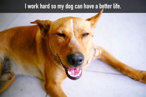 70+ Funny Dog Quotes and Sayings - My Dog's Name Funny Dog Quotes, Tgif Funny, Video Logo, Dog Puns, Funny Anecdotes, Black Closet, Bye Felicia, Friday Quotes Funny, Dog Club