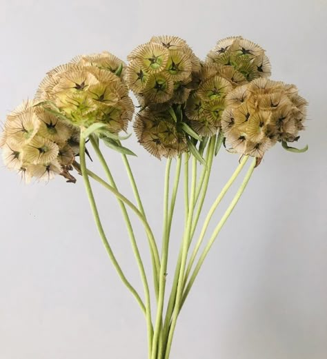 Starflower Scabiosa, Organic Flowers, Scabiosa Bouquet, Pomegranate Floral Arrangement, Fall Filler Flowers, Scabiosa Flower, Filler Flowers, Scabiosa Pods, Flower Guide