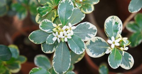 Your Secret Garden Awaits Japanese Pittosporum, Soft Caress Mahonia, Southern Living Plants, Floral Design Classes, Flower Identification, Fast Growing Trees, Garden Plans, Evergreen Shrubs, Foliage Plants