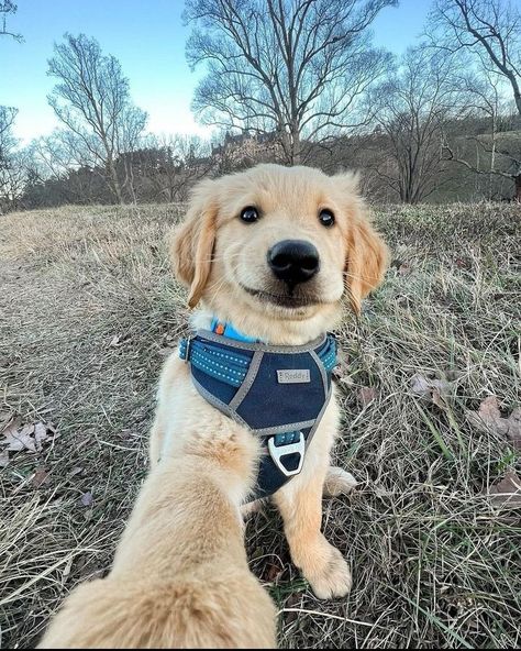 Grooming Golden Retriever, Golden Retriever Care, Golden Retriever Accessories, Golden Retriever Quotes, Golden Retriever Facts, Golden Retriever Photography, Golden Retriever Grooming, Golden Retriever Training, Golden Retriever Funny